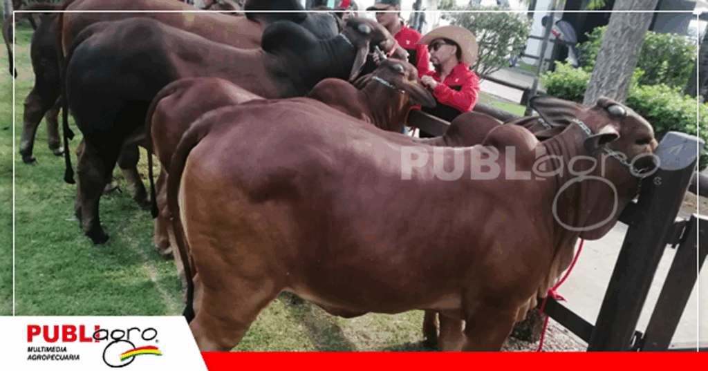 Con un porte mediano y con excelente conversión alimenticia, el Sindi se esta posicionando en el ganado de corte boliviano / Foto: Publiagro
