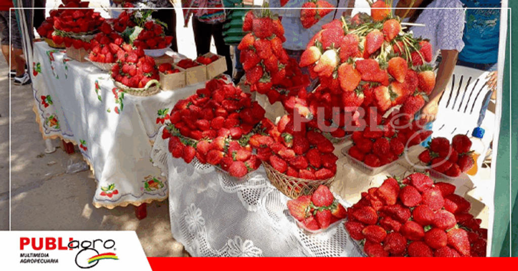 Comarapa se prepara para recibir a quienes degustan de una buena frutilla / Foto: Internet