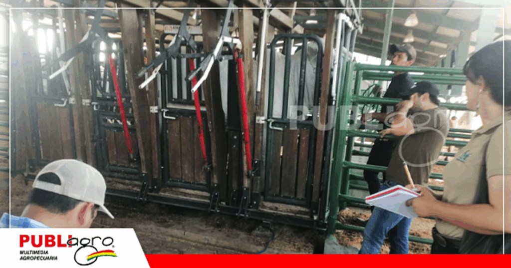 Un trabajo de pesaje supervisado por Asocebu/ Foto: Publiagro