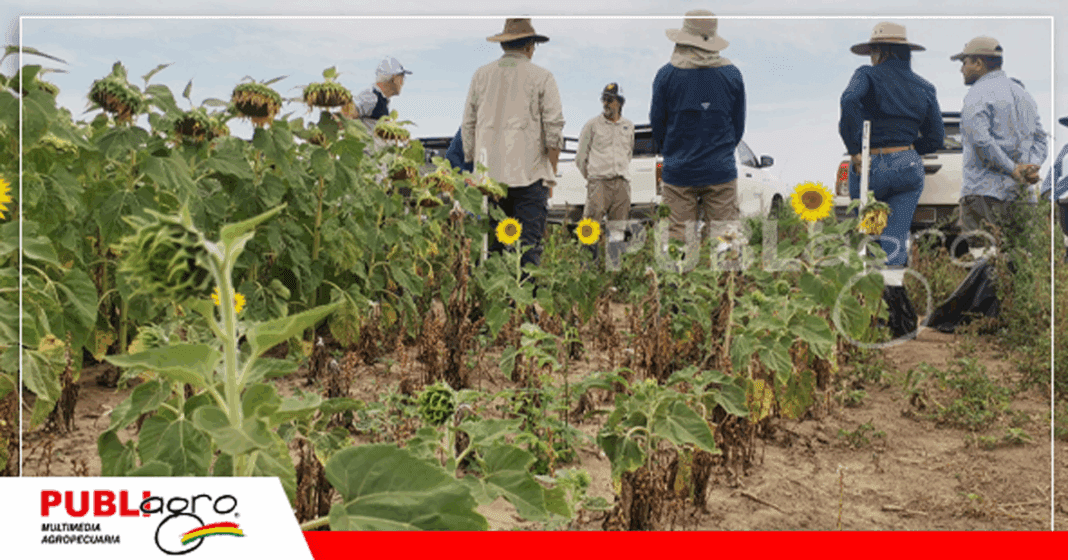 El jopo es motivo de estudio por parte del INTA en suelos bolivianos / Foto: Publiagro