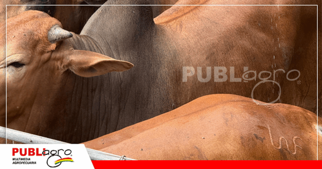 Animales antes de ingresar a la faena / Foto: Publiagro