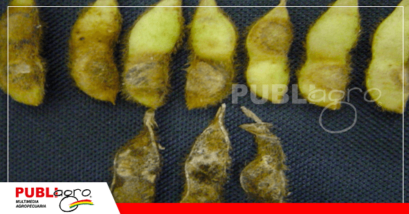 La antracnosis puede generar pudrición en las vainas de soya/ Foto: Internet
