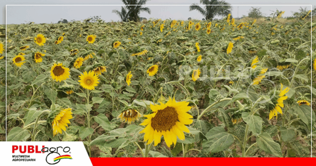 El jopo ya dejó de ser exclusivo en San Julián, ya se encuentra en Cuatro Cañadas / Foto: Publiagro