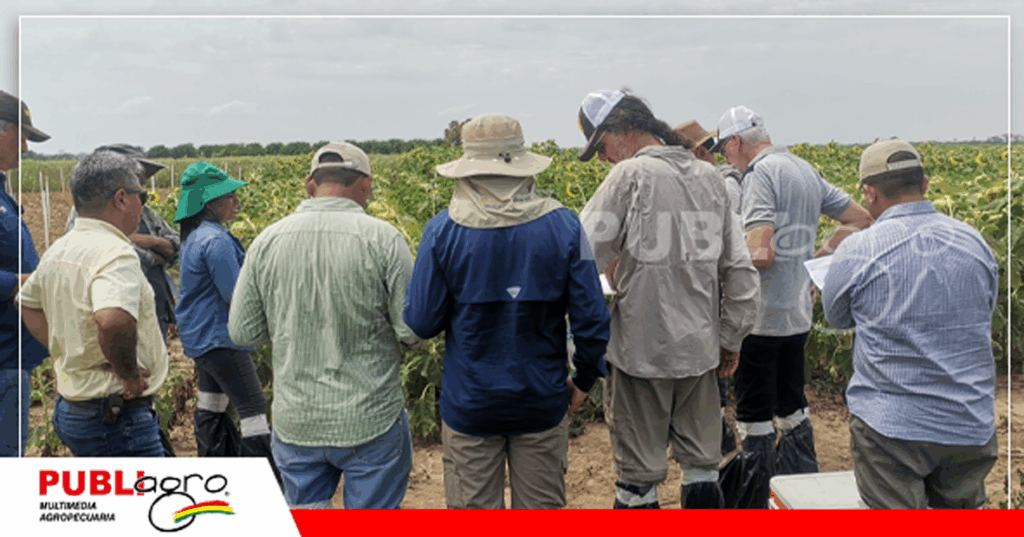 El técnico de BASF detectó una nueva maleza, llamada comúnmente Curichera / Foto: Publiagro