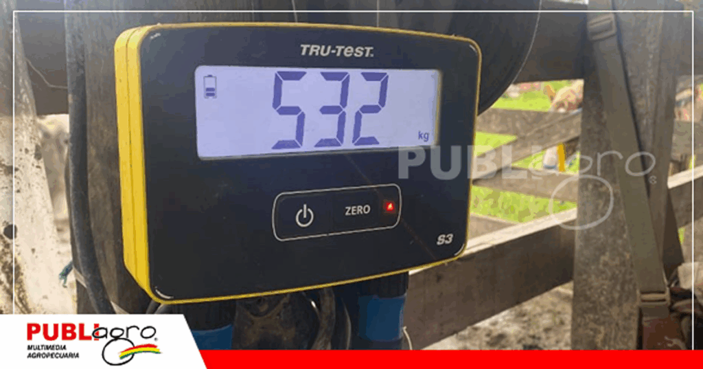 El pesaje permanente es la forma de poder evaluar los rendimientos / Foto: Iniaf