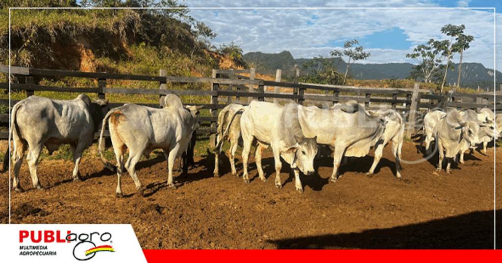 Los ambientes han sido construidos para recibir correctamente a los animales / Foto: Iniaf