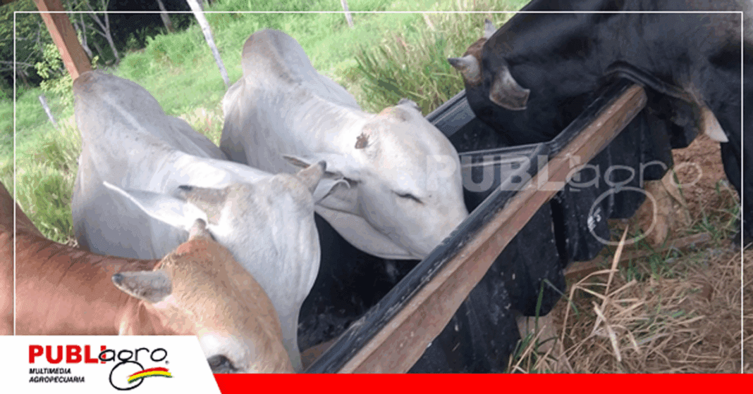 Las raciones por etapas son fundamentales para la ganancia de peso / Foto: Iniaf