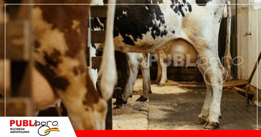 Productores lecheros del occidente y oriente dejaron el rubro o emigraron del país / Foto: Internet