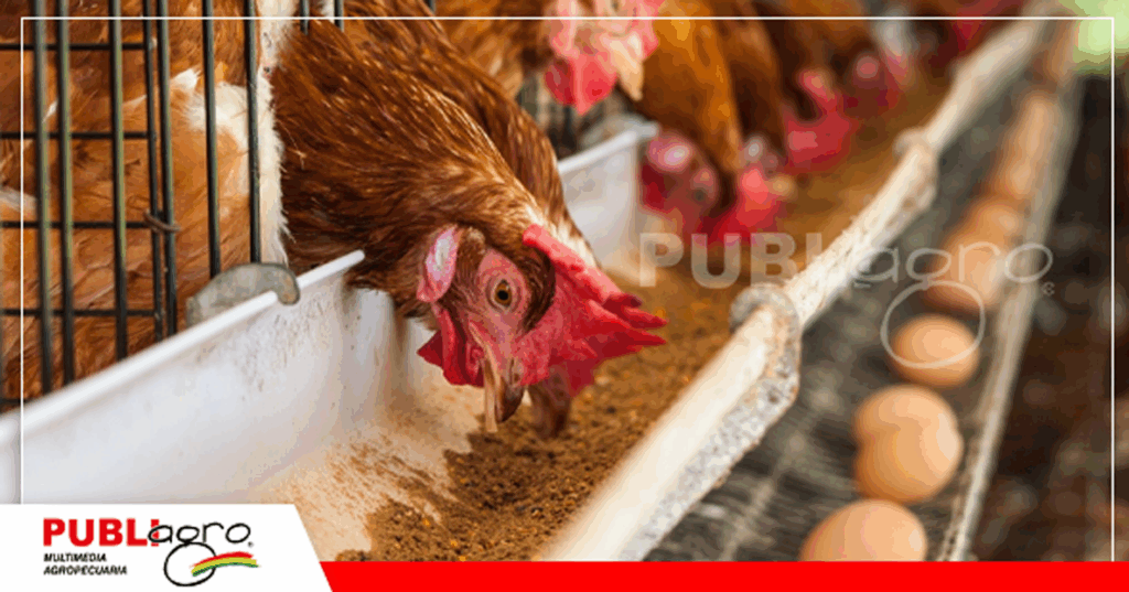 Los avicultores están en estado de emergencia debido a la falta de maíz / Foto: Internet