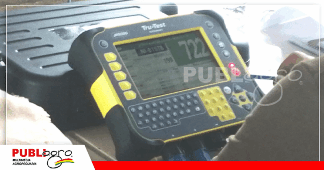 Pesaje del ganado a cargo de Tru - Test/ Foto: Publiagro