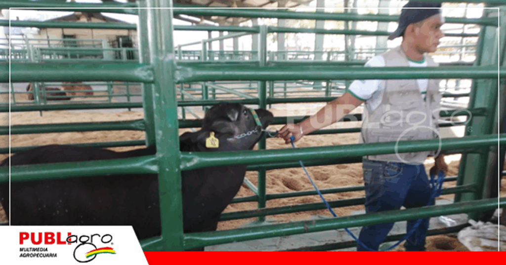 También estos ejemplares pasan las balanzas para el pesaje/ Foto: Publiagro