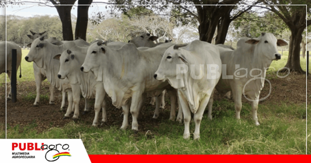 Foto: Archivo Publiagro
