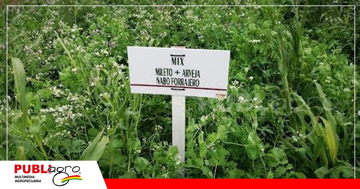 Cultivos de cobertura también se expondrá en la Exposoya/Foto: Publiagro