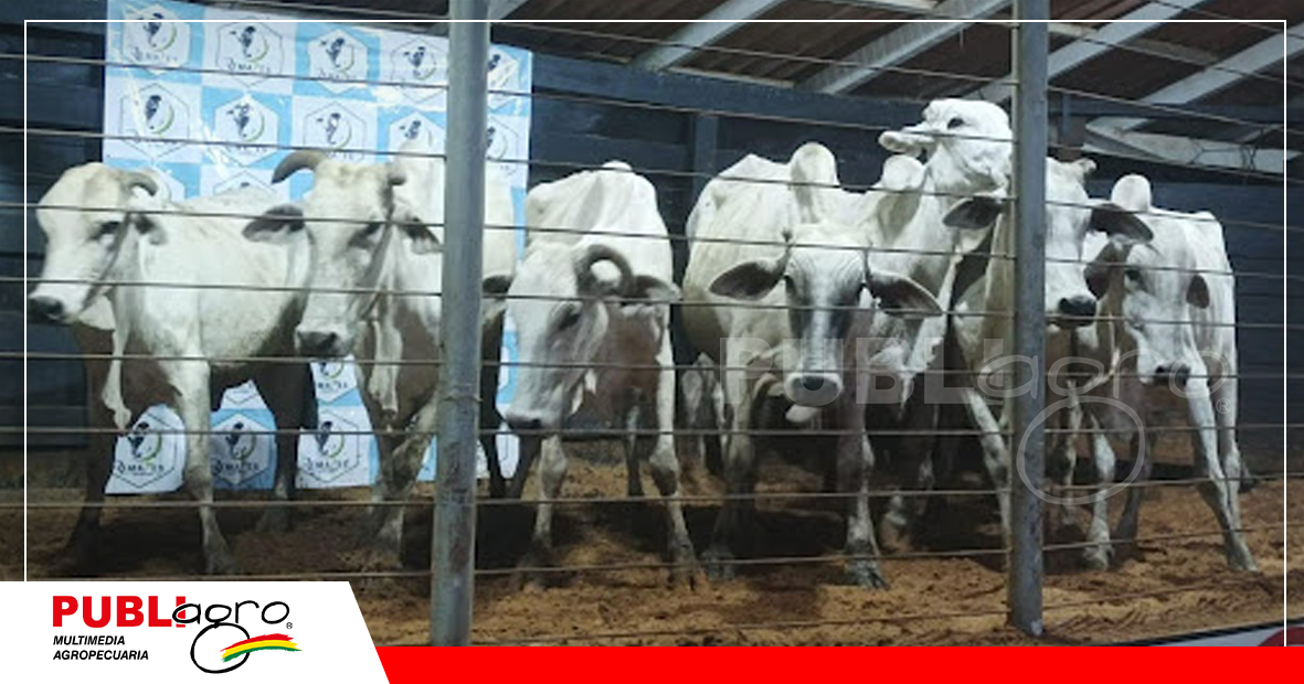 Remate de ganado comercial en San Borja/Foto: Publiagro
