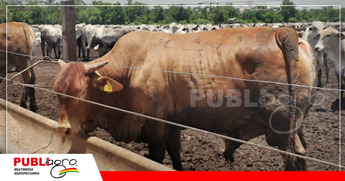 Foto: Archivo Publiagro