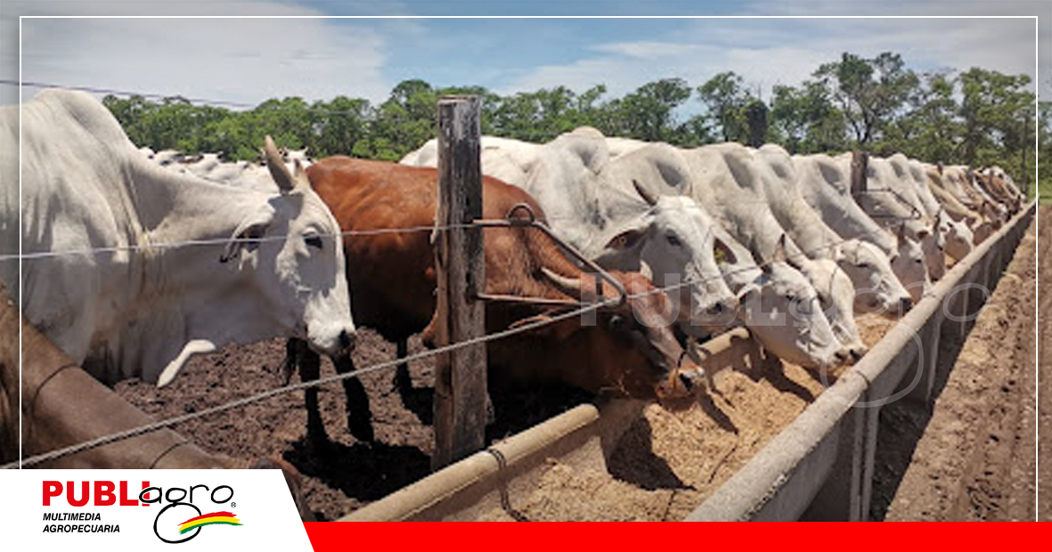 Un control de los comederos y bebederos es parte de una buena planificación/ Foto: Archivo Publiagro