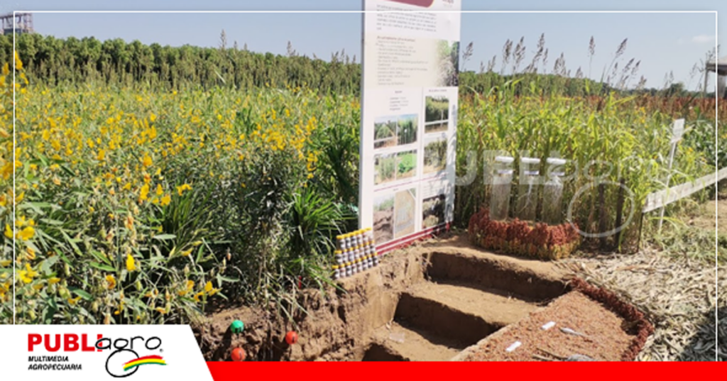 Cultivos de cobertura brindan nutrición y vida al suelo, demostrado en calicatas/ Foto/ Publiagro