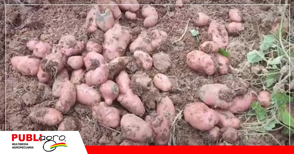 Foto: Cooperativa Agropecuaria Remate Limitada