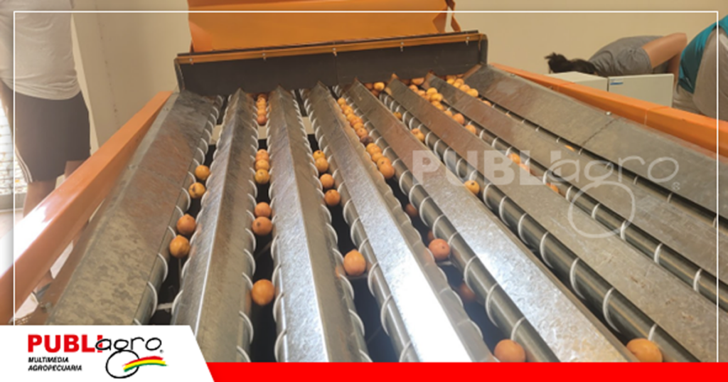 El equipo selecciona cuatro tamaños de fruto/ Foto: Alcaldía de Porongo