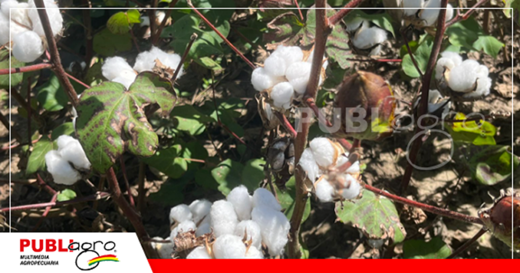 Investigación de las primeras parcelas de algodón transgénico/ Foto: CIAT