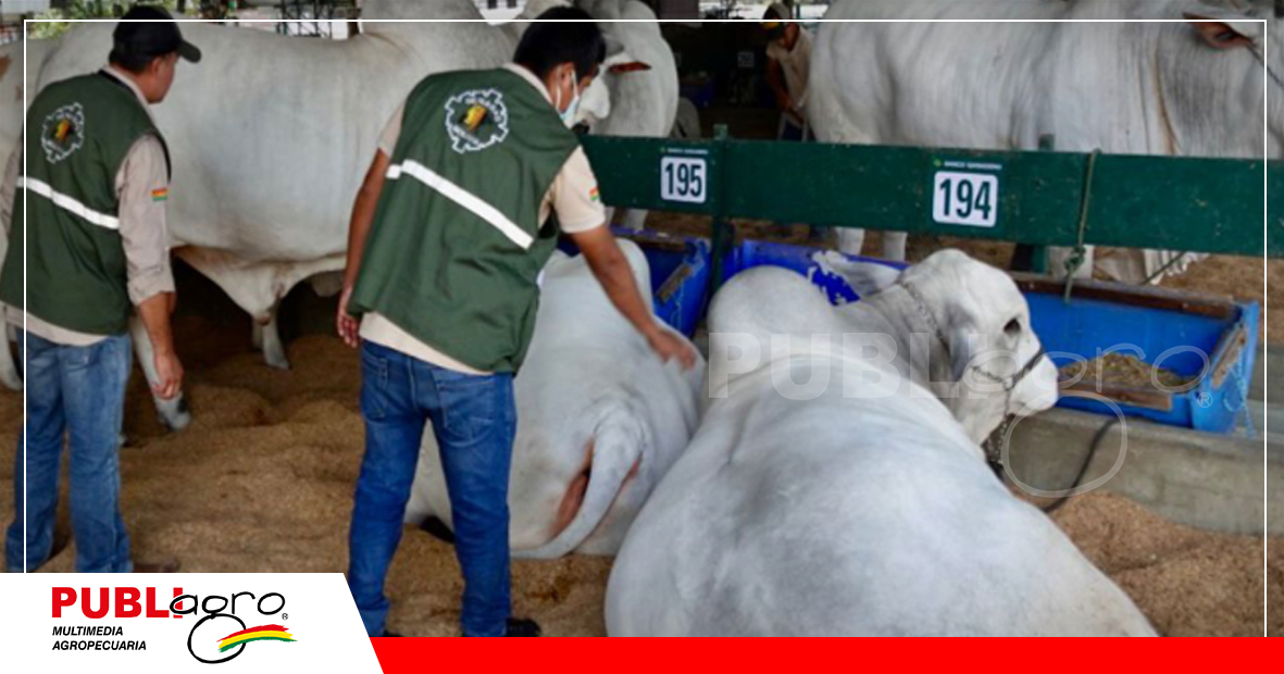 El movimiento animal es una de las observaciones de corrupción / Foto: Internet