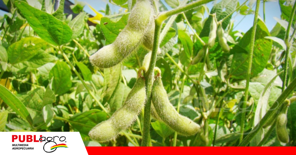 El productor tendrá competencia al inicio de la cosecha de verano / Fot: Internet