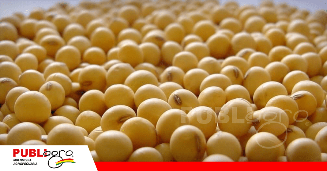 El grano de soya tiene el ingreso libre de impuestos hasta diciembre 2026 / Foto: Internet