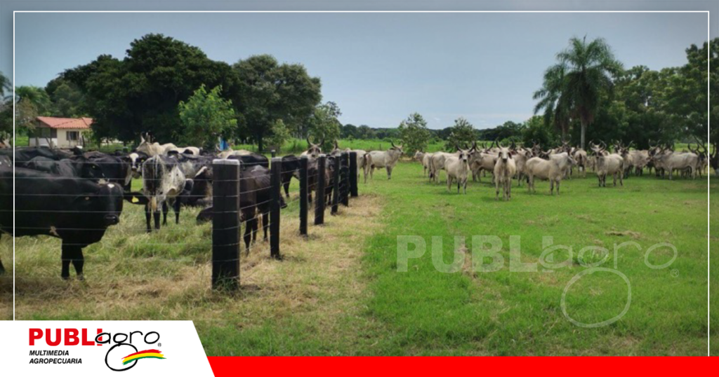 El ganado Guzerat pastorean libre por los campos de la propiedad/ Foto: Publiagro