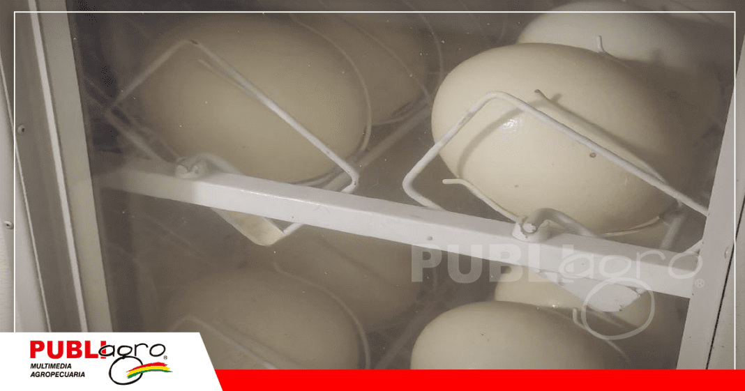 Incubadora de huevos/ Foto: Publiagro
