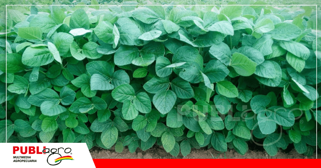 Soya en parcelas en la localidad El Chilcar - Vallegrande/ Foto: Chaly Balderas Cortéz