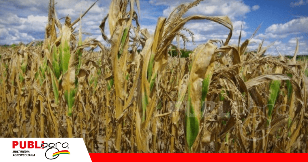 Maíz seco por falta de lluvia/ Foto: Internet