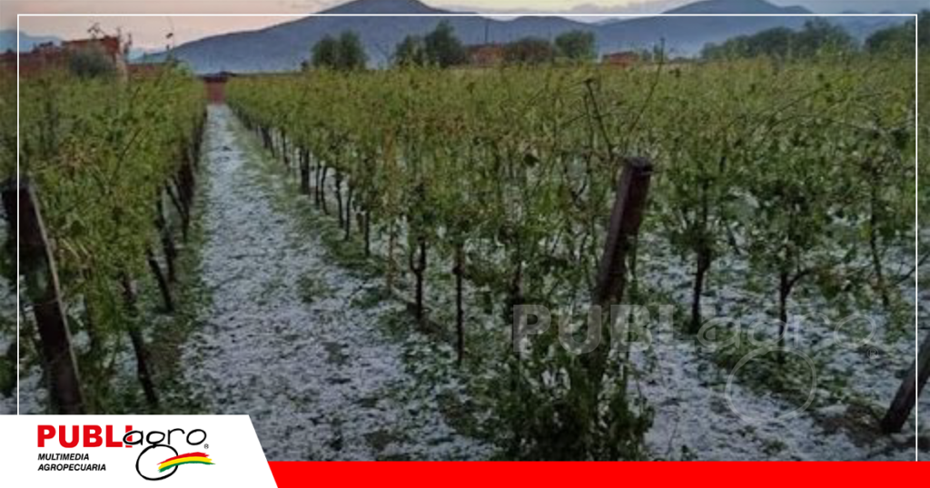 Los viñedos tuvieron afectación pero aun continua la producción / Foto: Internet