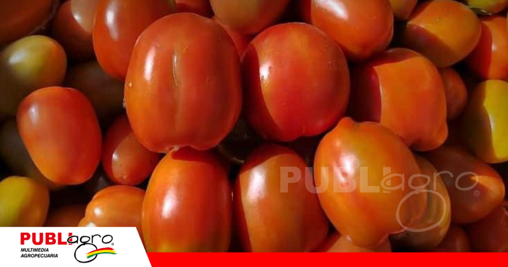 La polilla genera daños en el tomate generando pérdidas porque ya se pueden vender/ Foto: CIAT