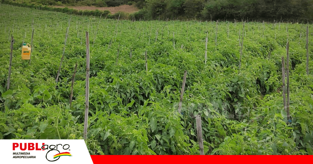 Producción de tomate en Comarapa - Valles Cruceños/ Foto: CIAT