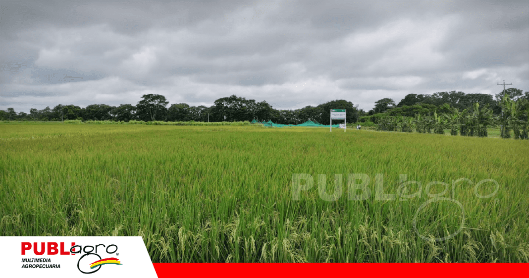 Parcelas con la variedad de arroz MAC 18/ Foto: Publiagro