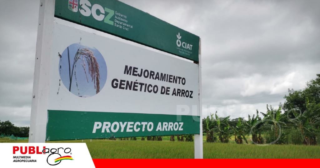 Es parte del proyecto arroz las diferentes variedades presentadas por el CIAT/ Foto: Publiagro