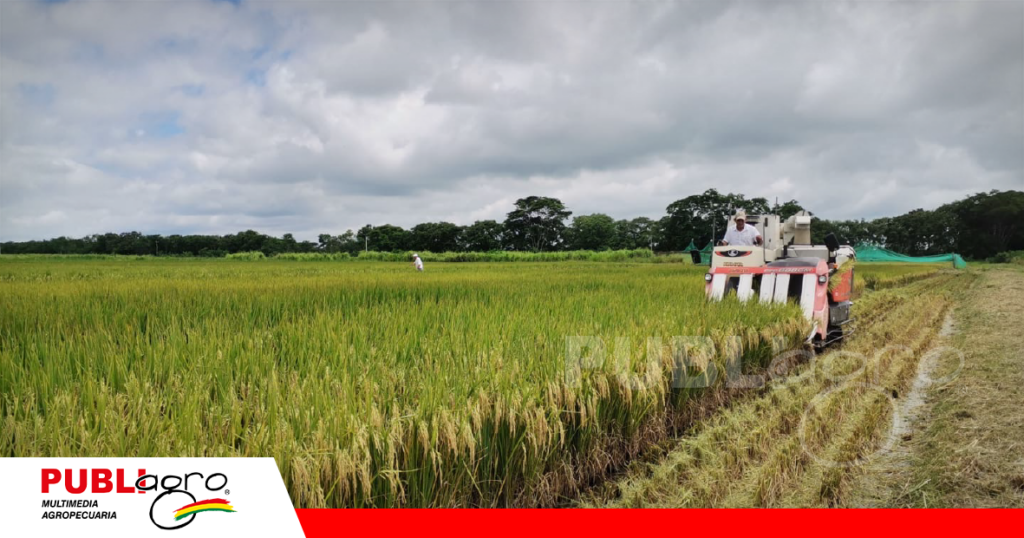 Cosecha del arroz MAC -18/ Foto: Publiagro