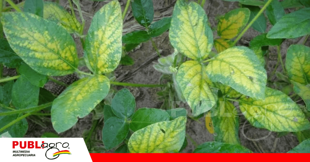 Daños en las hojas ocasionado por la mancha aureolada/ Foto: Internet