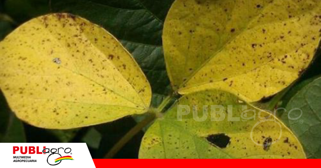 Las hojas quedan completamente amarillas y se caen/ Foto: Internet