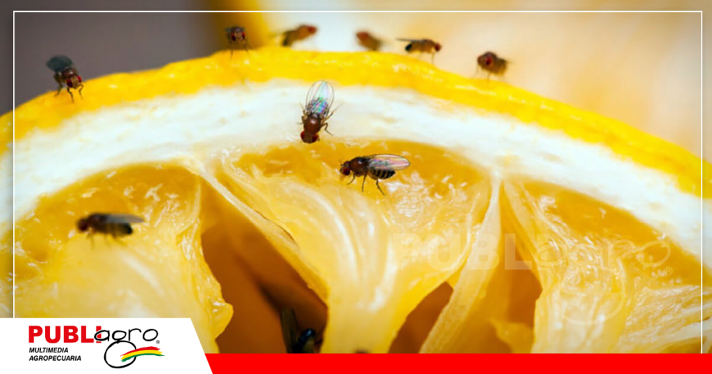 La mosca de la fruta perjudica a la economía de los productores / Foto: Internet