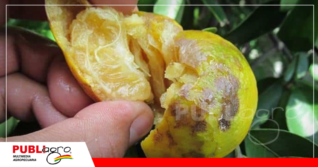 Plaga HLB afecta mucho a la producción citrícola de la región / Foto: Internet