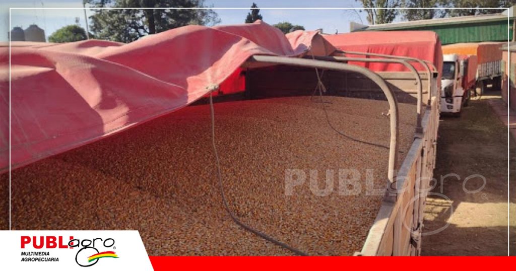 Camiones enteros cruzan la frontera ante la atenta mirada del Senasag y Aduana / Foto: Internet