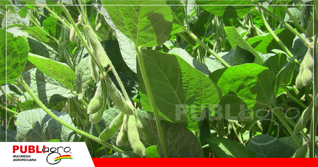 Los campos agrícolas necesitas de la biotecnología / Foto: Anapo