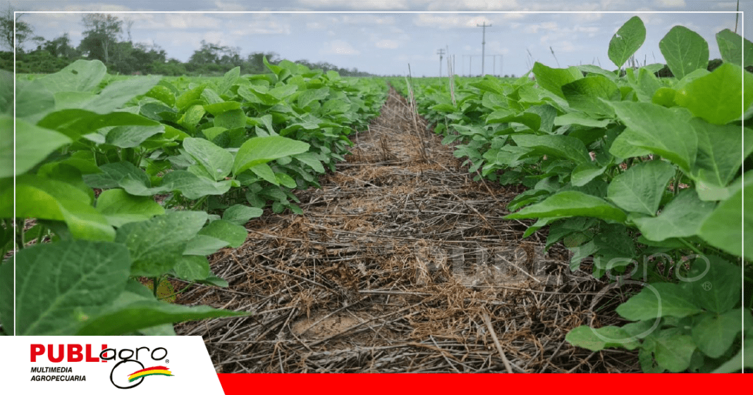 Con biotecnología la soya sube el rendimiento en un 30% / Foto: Anapo