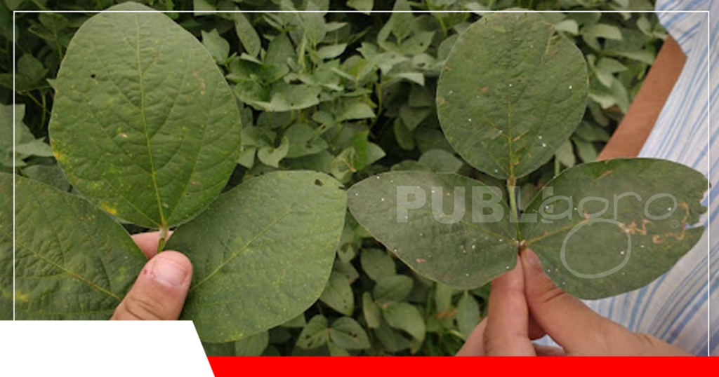 Presencia de fumagina en las hojas, resultado de una sustancia secretada por la mosca blanca/ Foto: Revista Cultivar
