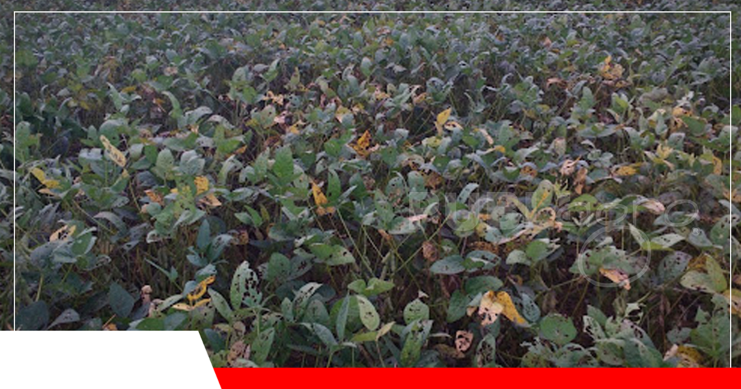 Cultivo con síntomas característicos del ataque de mosca blanca/ Foto: Revista Cultivar