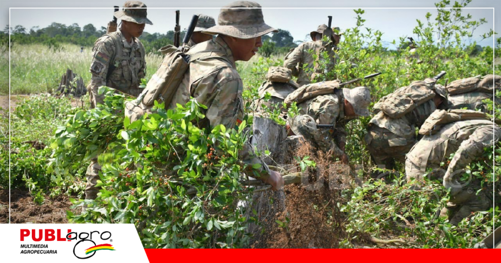 El ejercito nacional tenía la tarea de erradicar los cultivos excedentarios de coca / Foto: Internet
