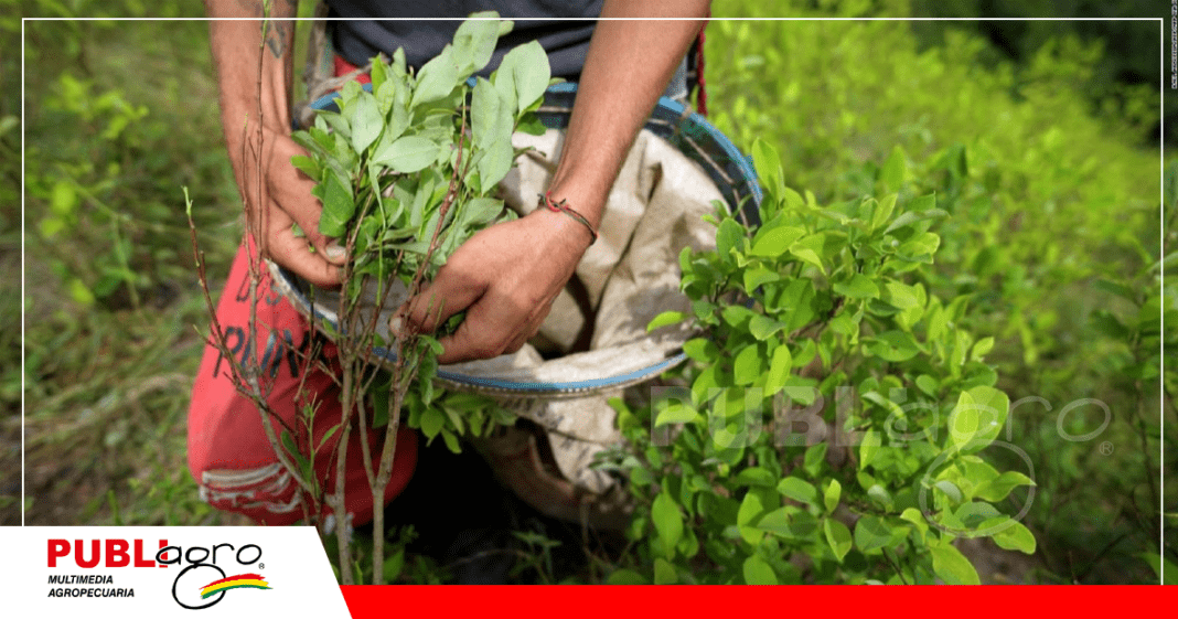 El cultivo de coca está nuevamente en el tapete / Foto: Internet