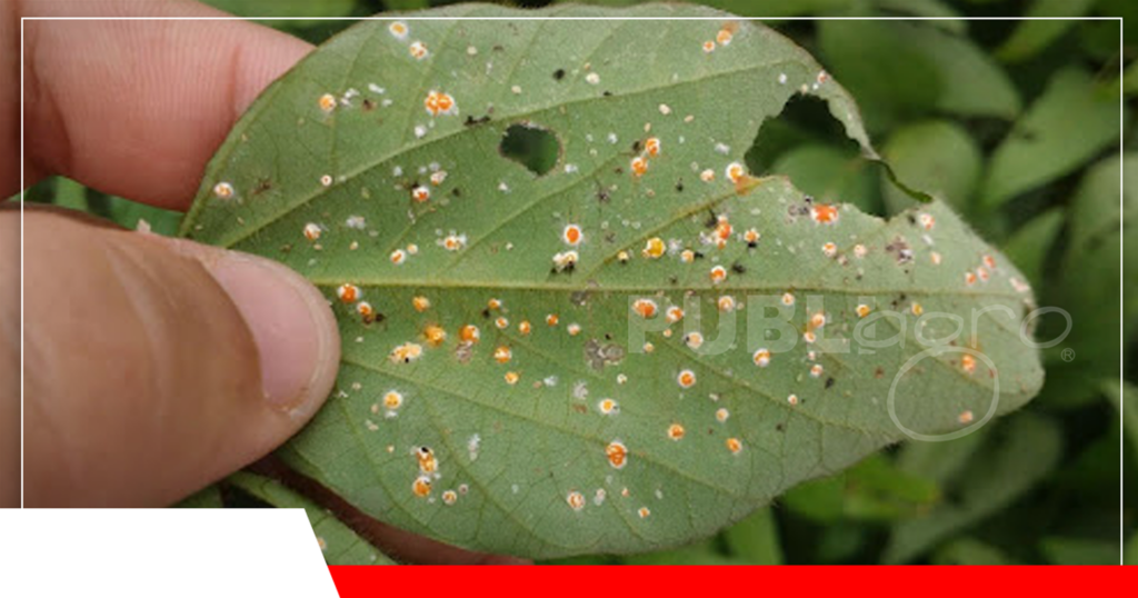 Así quedan las hojas de la soya con la presencia de la mosca blanca/ Foto: Revista Cultivar