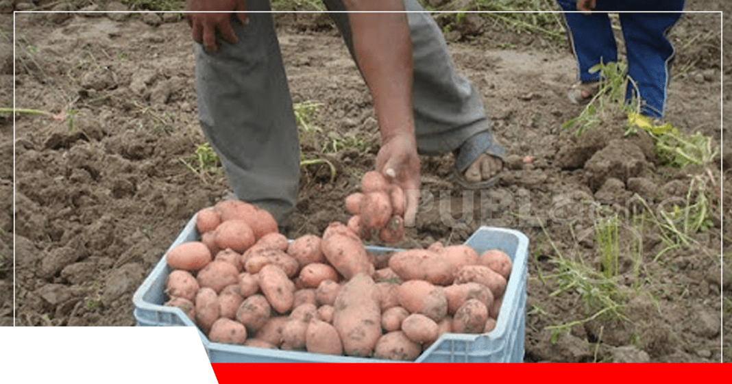 Productores de papa están en plena cosecha y ha sido bueno el rendimiento/ Foto: Referencial
